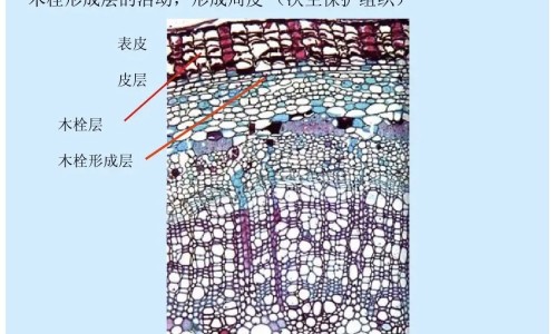 屁股出汗穿什么内裤网 :分享屁股容易出汗穿什么内裤-夏天屁股出汗怎么穿裤子知识